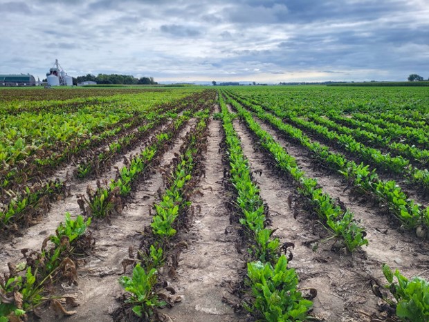 Rows of sugarbeets with brownish black leaves, infected with Cercospora leaf spot.